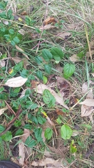 Hackelia latifolia