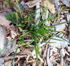 Crocus tommasinianus