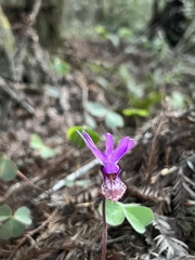 Calypso bulbosa occidentalis