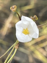 Sagittaria graminea