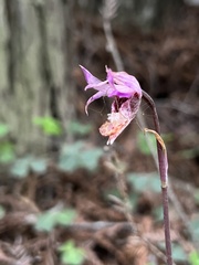 Calypso bulbosa occidentalis