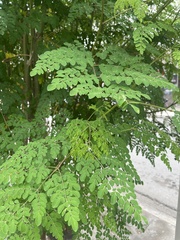 Pseudosamanea guachapele