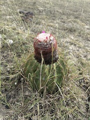 Melocactus curvispinus