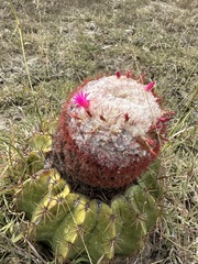 Melocactus curvispinus