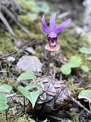 Calypso bulbosa occidentalis