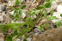 Trifolium resupinatum