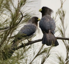Crinifer piscator