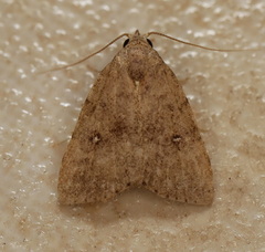 Tolpiodes oligolasia