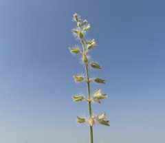 Salvia santolinifolia