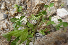 Trifolium resupinatum
