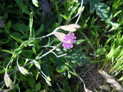 Silene