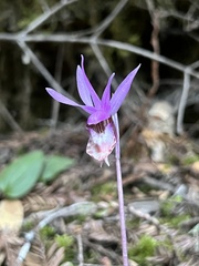 Calypso bulbosa occidentalis