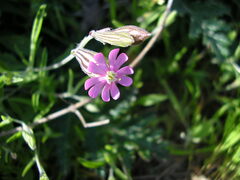 Silene