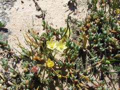 Ornithogalum rupestre