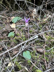 Calypso bulbosa occidentalis