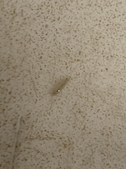 Crangonyx