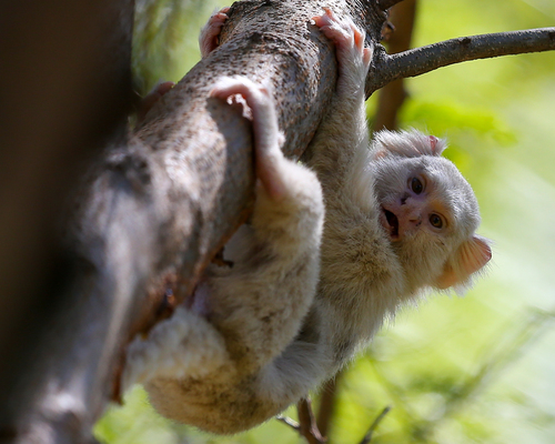 Black-tufted-ear Marmoset, St. de Habitações Individuais Sul - Lago Sul, Brasília - DF, 70297-400, Brasil, photo 5 of 10