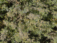 Salvia santolinifolia