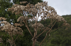 Angelica dahurica