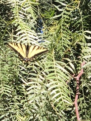 Papilio rutulus