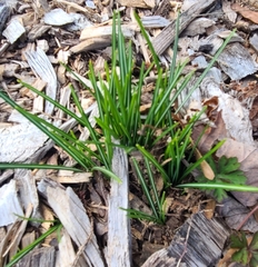 Crocus tommasinianus