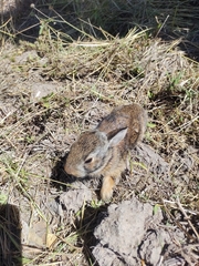 Sylvilagus floridanus