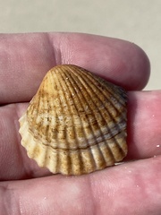 Cerastoderma glaucum