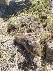 Sylvilagus floridanus