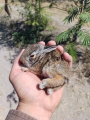 Sylvilagus floridanus
