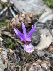 Calypso bulbosa occidentalis