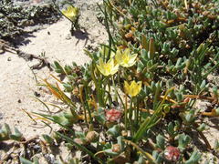 Ornithogalum rupestre