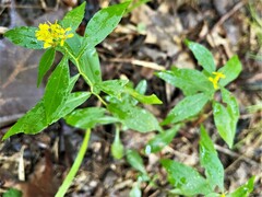 Solidago caesia