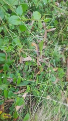 Hackelia latifolia