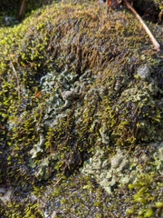 Dermatocarpon luridum