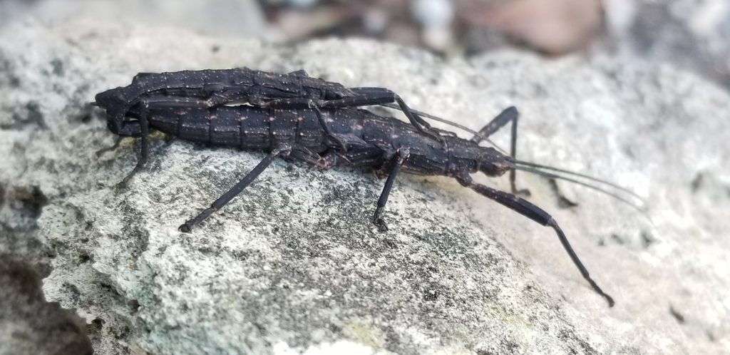 Malacomorpha androsensis