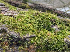 Entodon seductrix