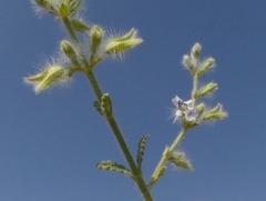 Salvia santolinifolia