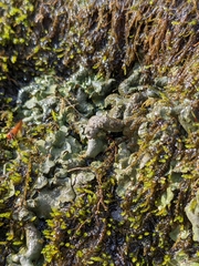 Dermatocarpon luridum