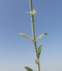 Salvia santolinifolia