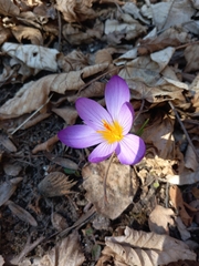 Crocus
