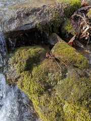 Dermatocarpon luridum