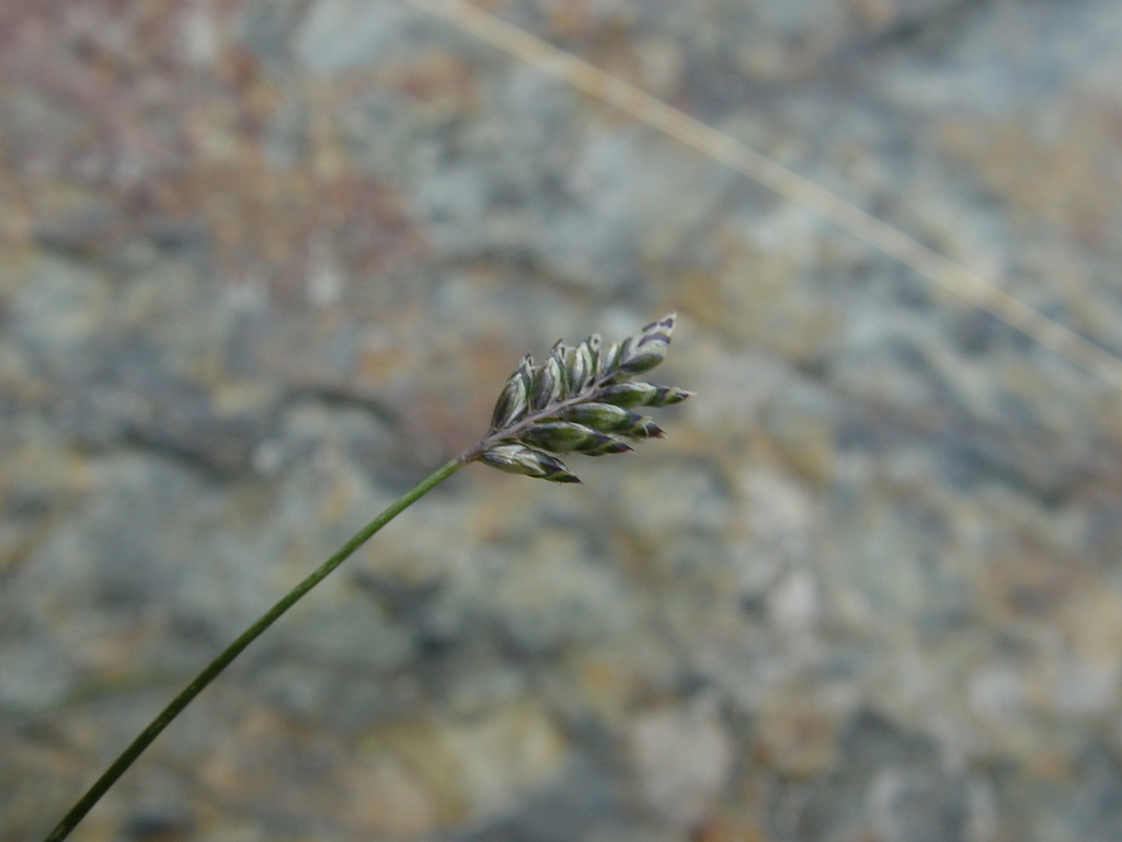 Oreochloa elegans