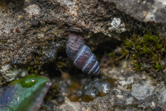 Chondrina kobelti