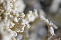 Tremella everniae