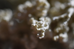 Tremella everniae