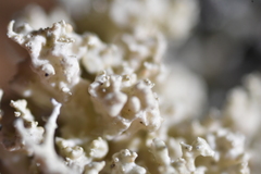 Tremella everniae