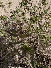 Anisacanthus quadrifidus