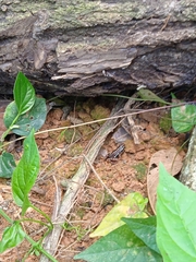 Epipedobates anthonyi