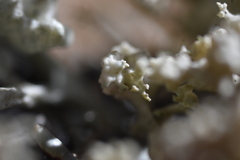 Tremella everniae