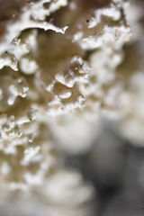 Tremella everniae
